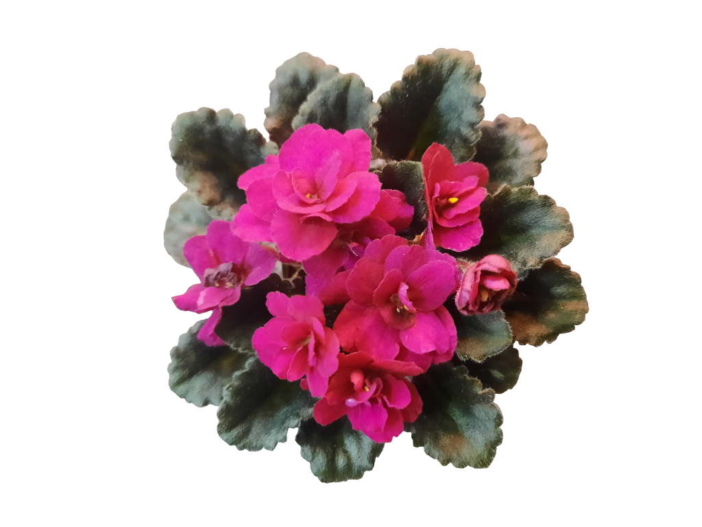 jolly fire Jolly Fire African Violet