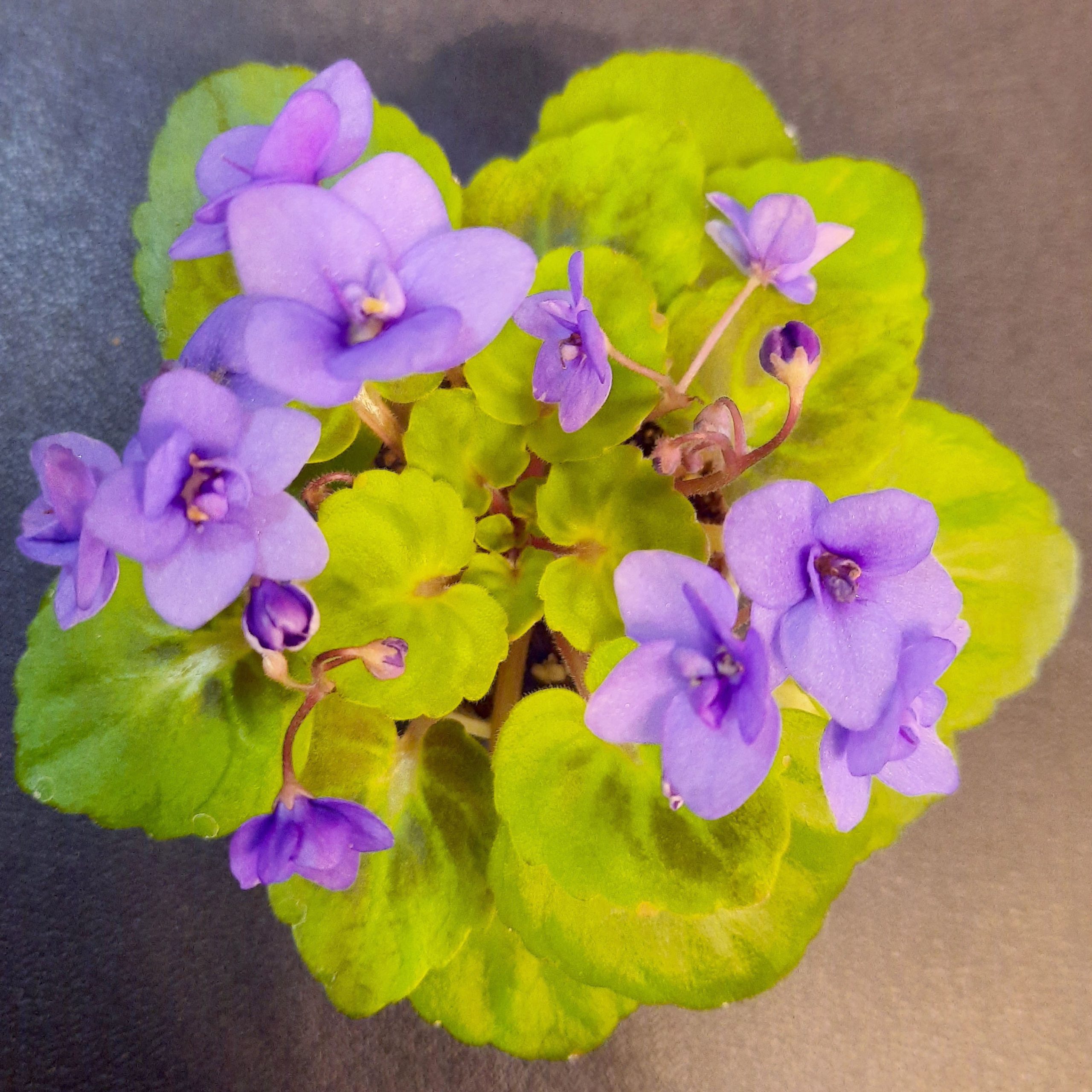 lightPurple purple African violet