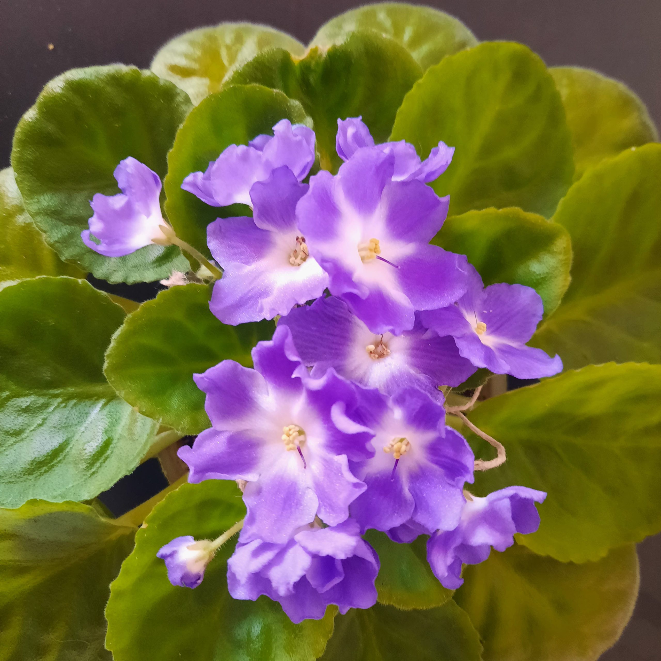 purpleandWhite Purple flower with white center african violet