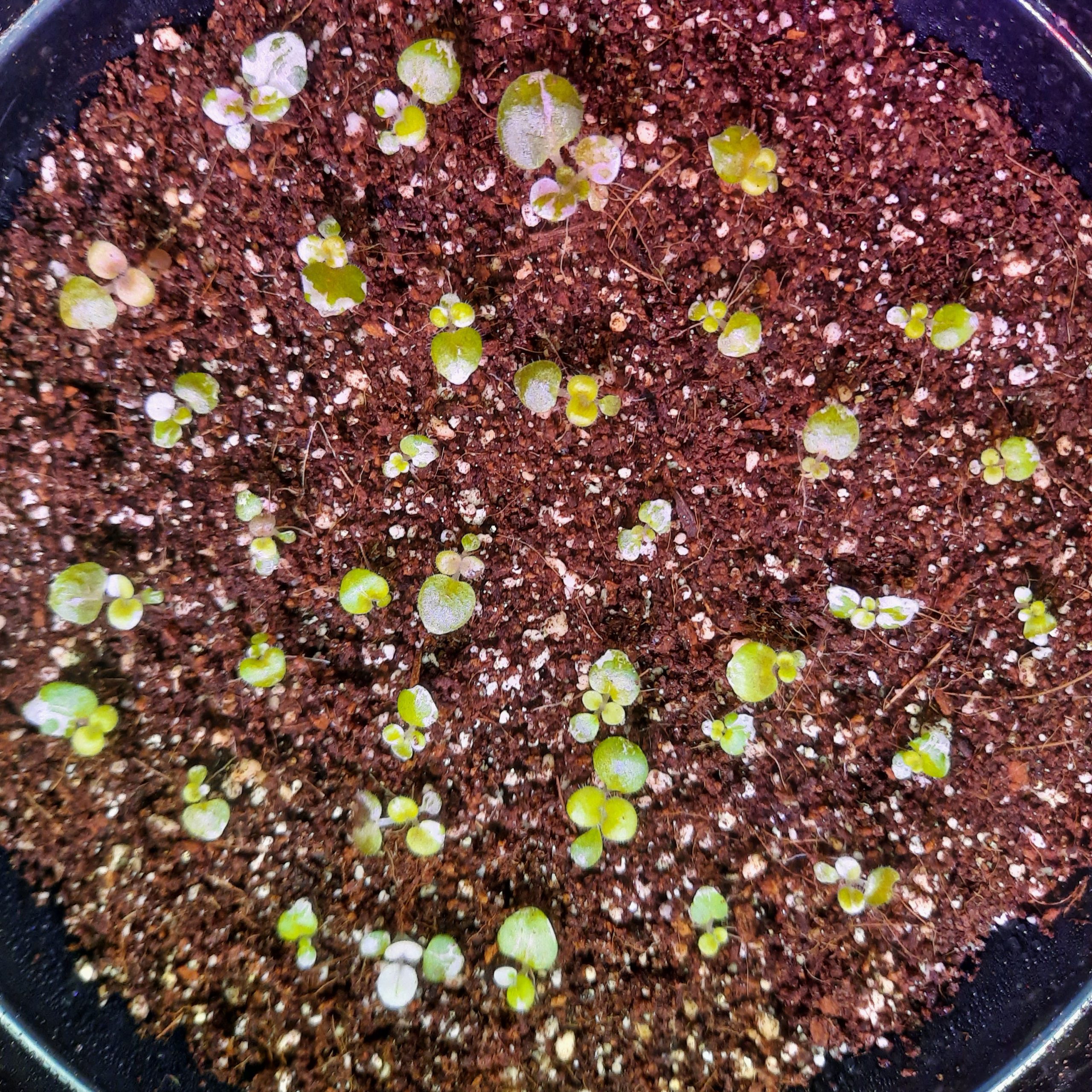 seedlings_square Tiny African Violet seedlings